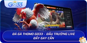 Đá Gà Thomo GO33 – Đấu trường live đầy gay cấn
