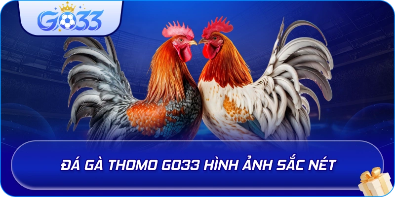 Đá Gà Thomo GO33 hình ảnh sắc nét